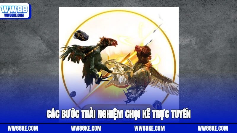 Các bước trải nghiệm chọi kê trực tuyến