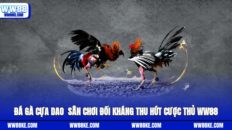 Đá Gà Cựa Dao