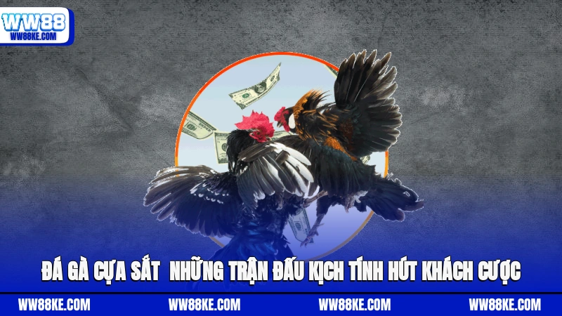 Đá gà cựa sắt
