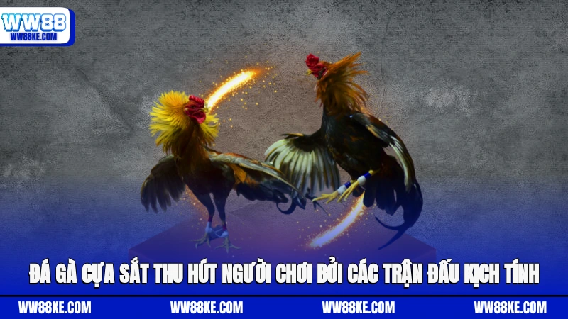 Đá gà cựa sắt thu hút người chơi bởi các trận đấu kịch tính