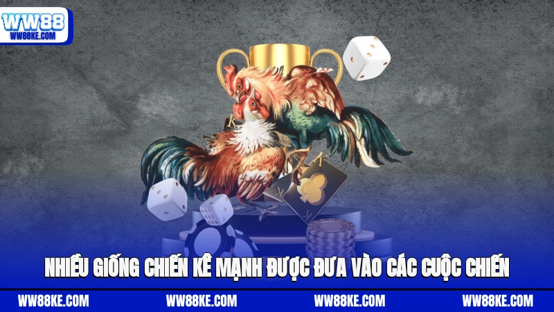 Nhiều giống chiến kê mạnh được đưa vào các cuộc chiến