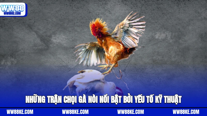 Những trận chọi gà nòi nổi bật bởi yếu tố kỹ thuật