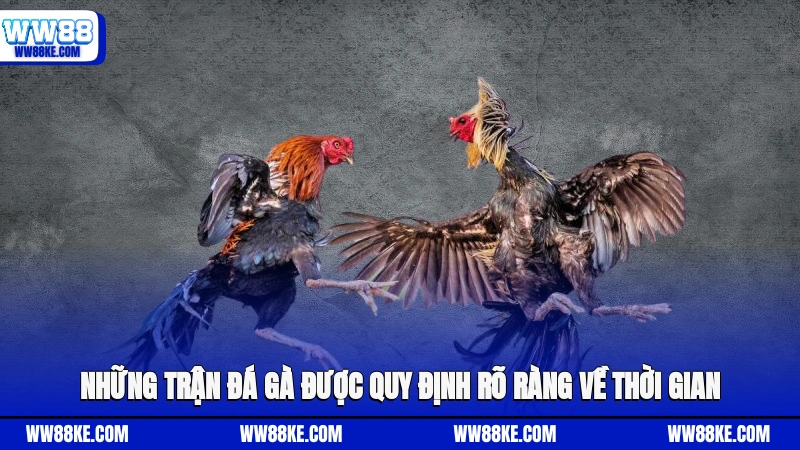 Những trận đá gà được quy định rõ ràng về thời gian